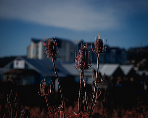 Weeds