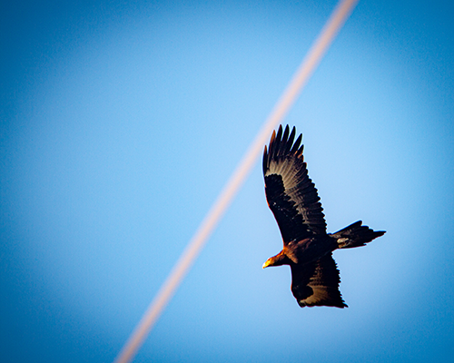 eagle