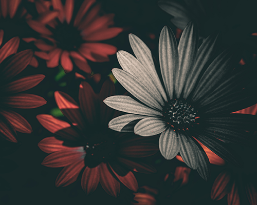 flower