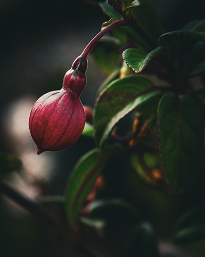 fuscia