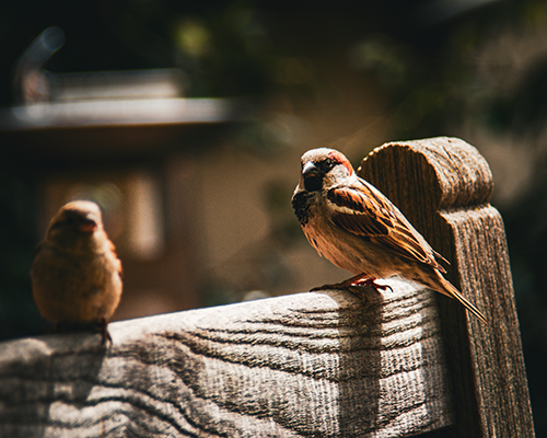 sparrow