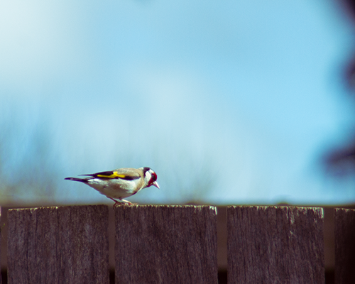 goldfinch
