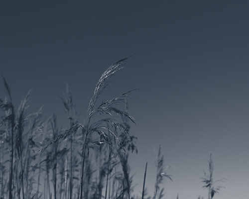 grass