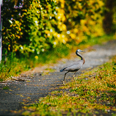 heron