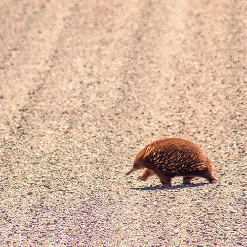 kidna